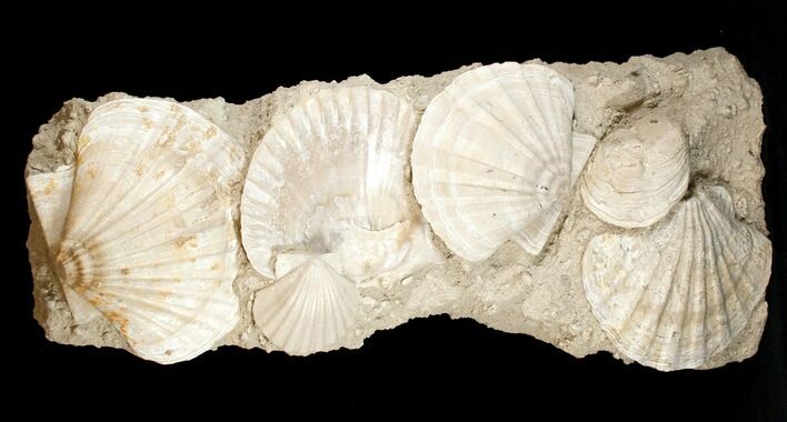 Fossil Pectin Plate - Great Display #13629